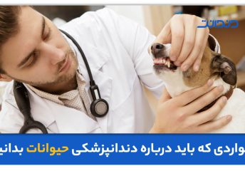 عکس از دندانپزشکی در حال معاینه دندان یک سگ