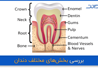 عکس از سطوح مختلف دندان