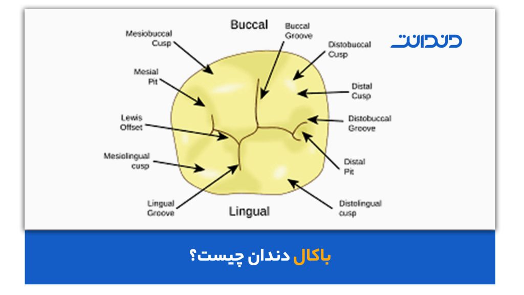 عکس از سطح باکال دندان