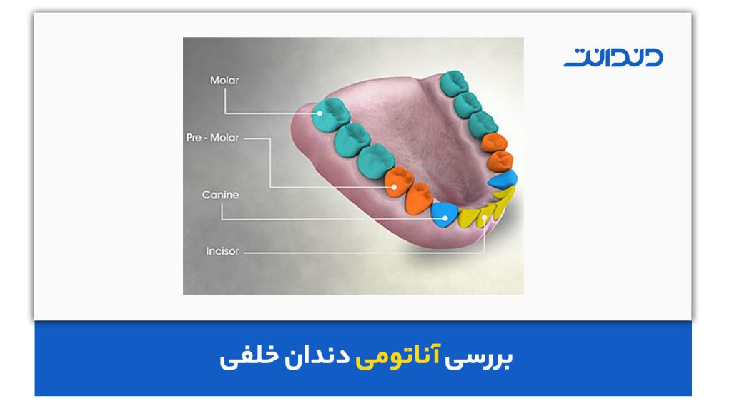 بررسی آناتومی دندان خلفی